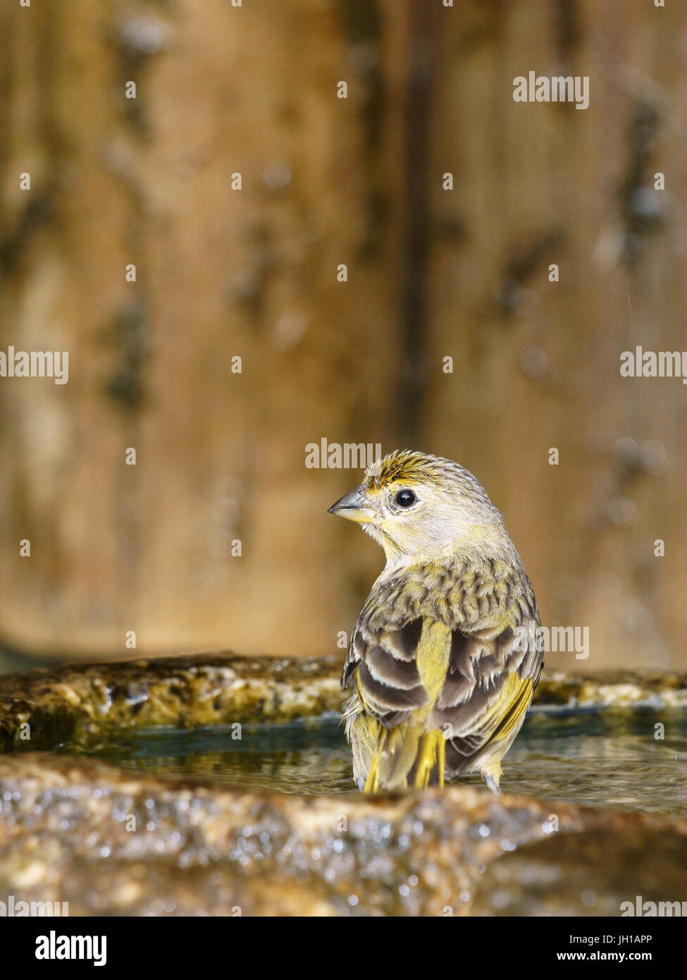 Vogel, Canario-da-Terra, Ilha Do Mel, Encantadas, Paraná, Brasilien Stockfoto