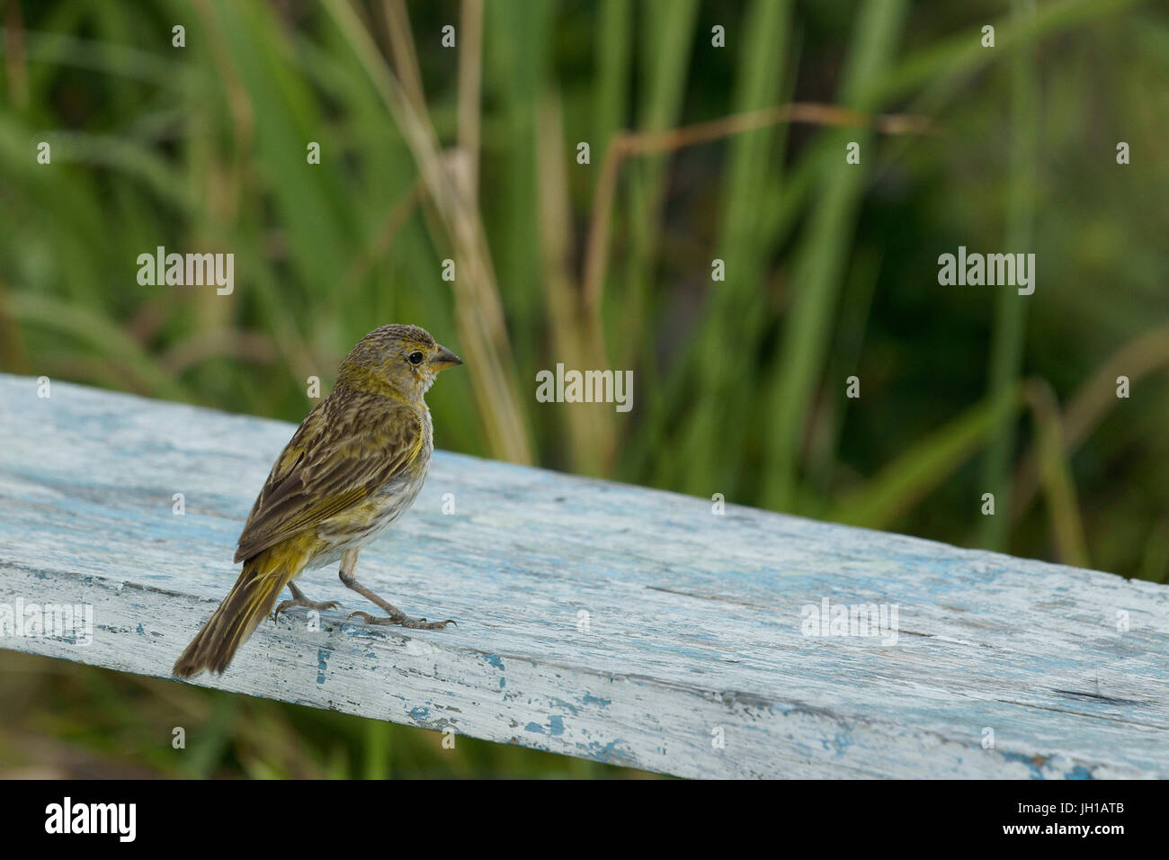 Vogel, Canario-da-Terra, Ilha Do Mel, Encantadas, Paraná, Brasilien Stockfoto