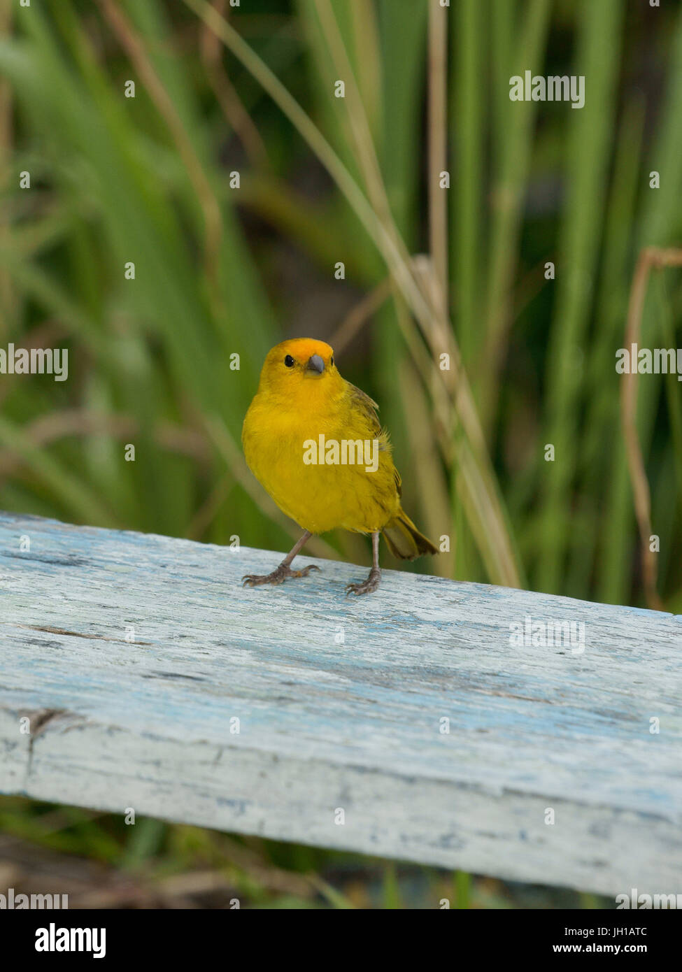 Vogel, Canario-da-Terra, Ilha Do Mel, Encantadas, Paraná, Brasilien Stockfoto