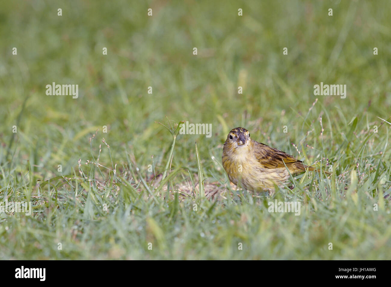 Vogel, Canario-da-Terra, Ilha Do Mel, Encantadas, Paraná, Brasilien Stockfoto