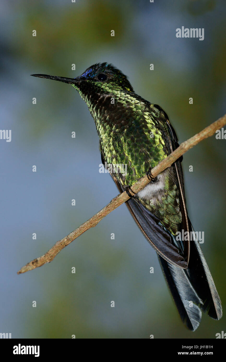 Vogel, Beija-Flor-de-Fronte-Violeta, Ilha do Mel, Encantadas, Paraná, Brasilien Stockfoto