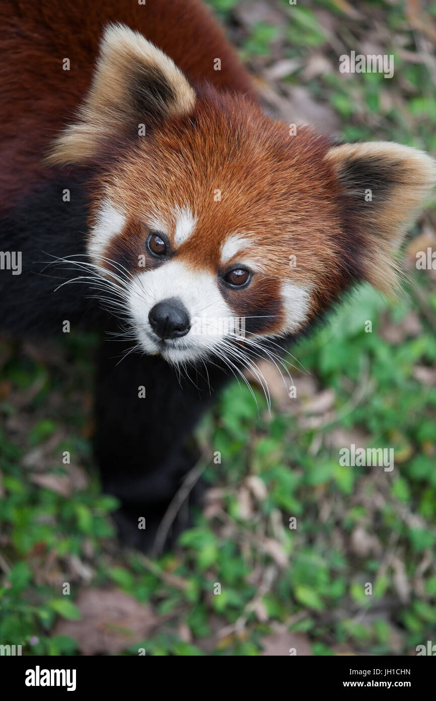 Der rote Panda Ailurus Fulgens, auch bekannt als kleinere Panda und Red Cat-Bär, ist eine kleine arboreal Säugetier, die ursprünglich aus dem östlichen Himalaya und Süd-übergehende Stockfoto