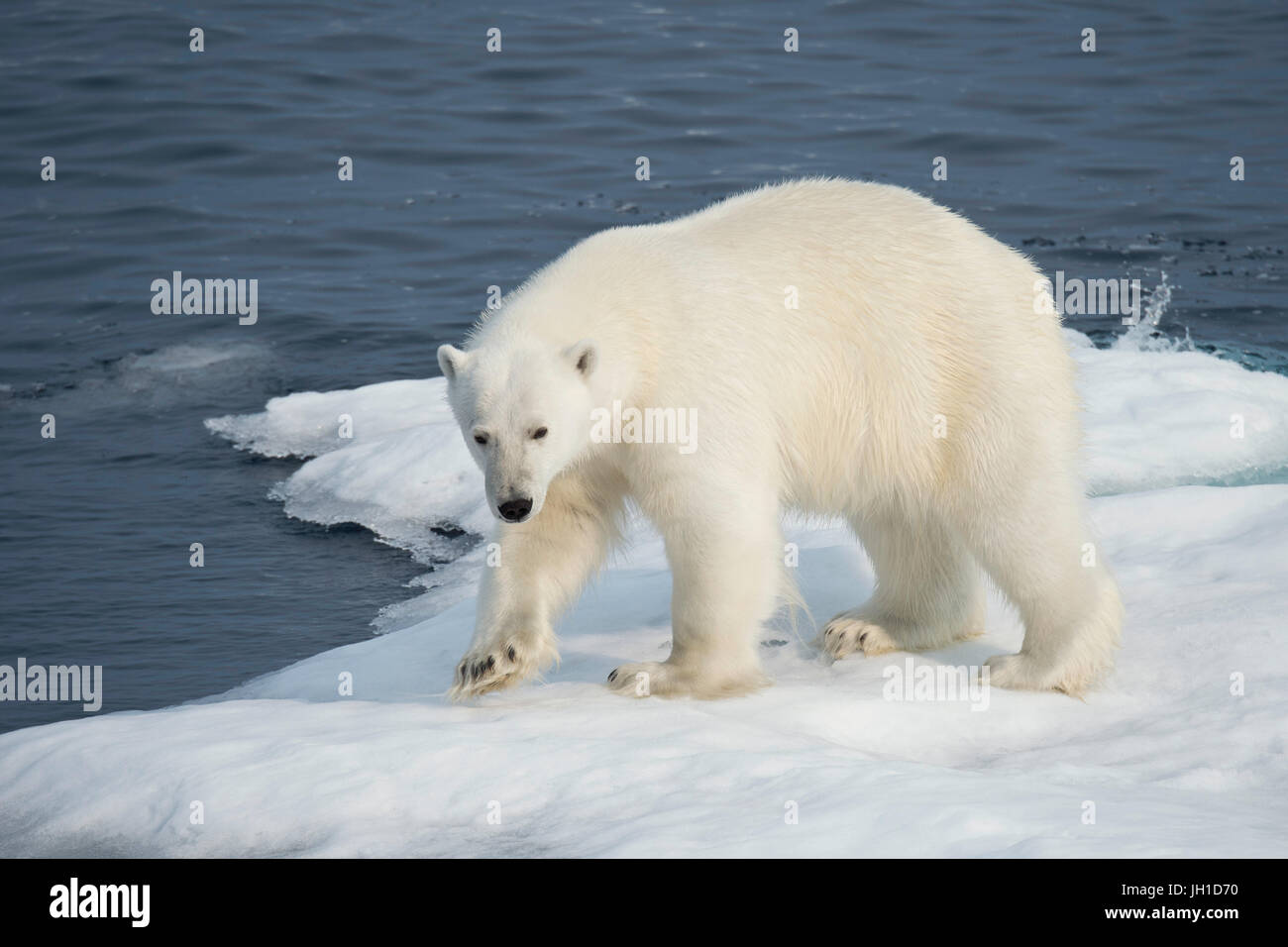 Männliche Eisbär Ursus Maritimus, auf einem Eisberg, Baffin Island, kanadische Arktis Stockfoto