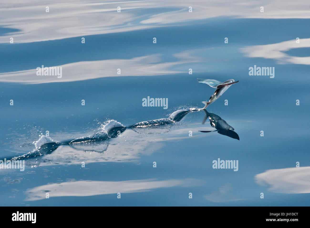 Indischen Ozean Flying Fish, ausziehen, so dass Wasser Spur, Malediven, Indischer Ozean Stockfoto