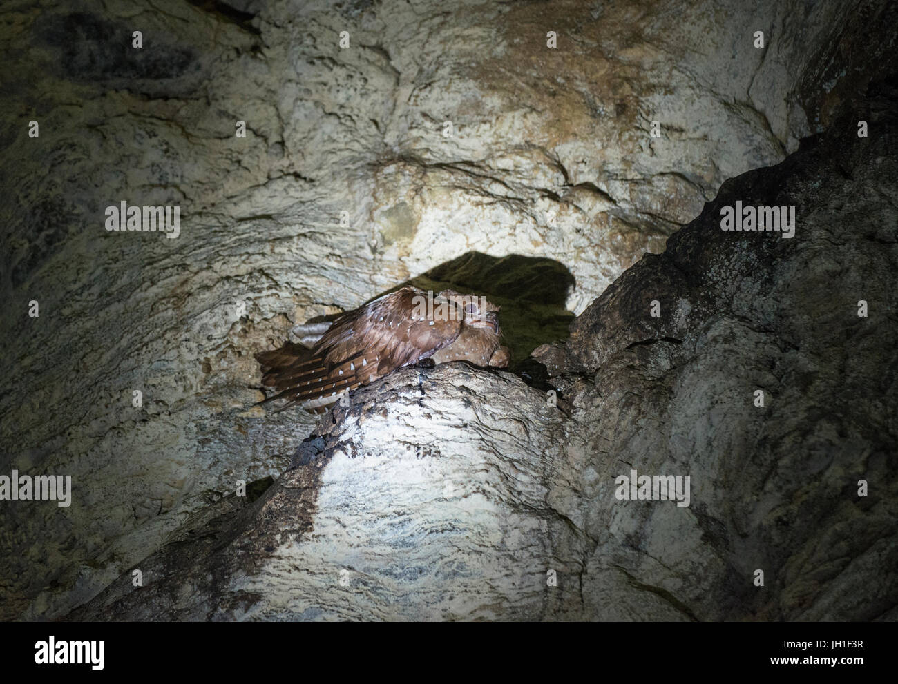 Fettschwalm: Steatornis Caripensis. Nest in der Höhle. Trinidad. Stockfoto