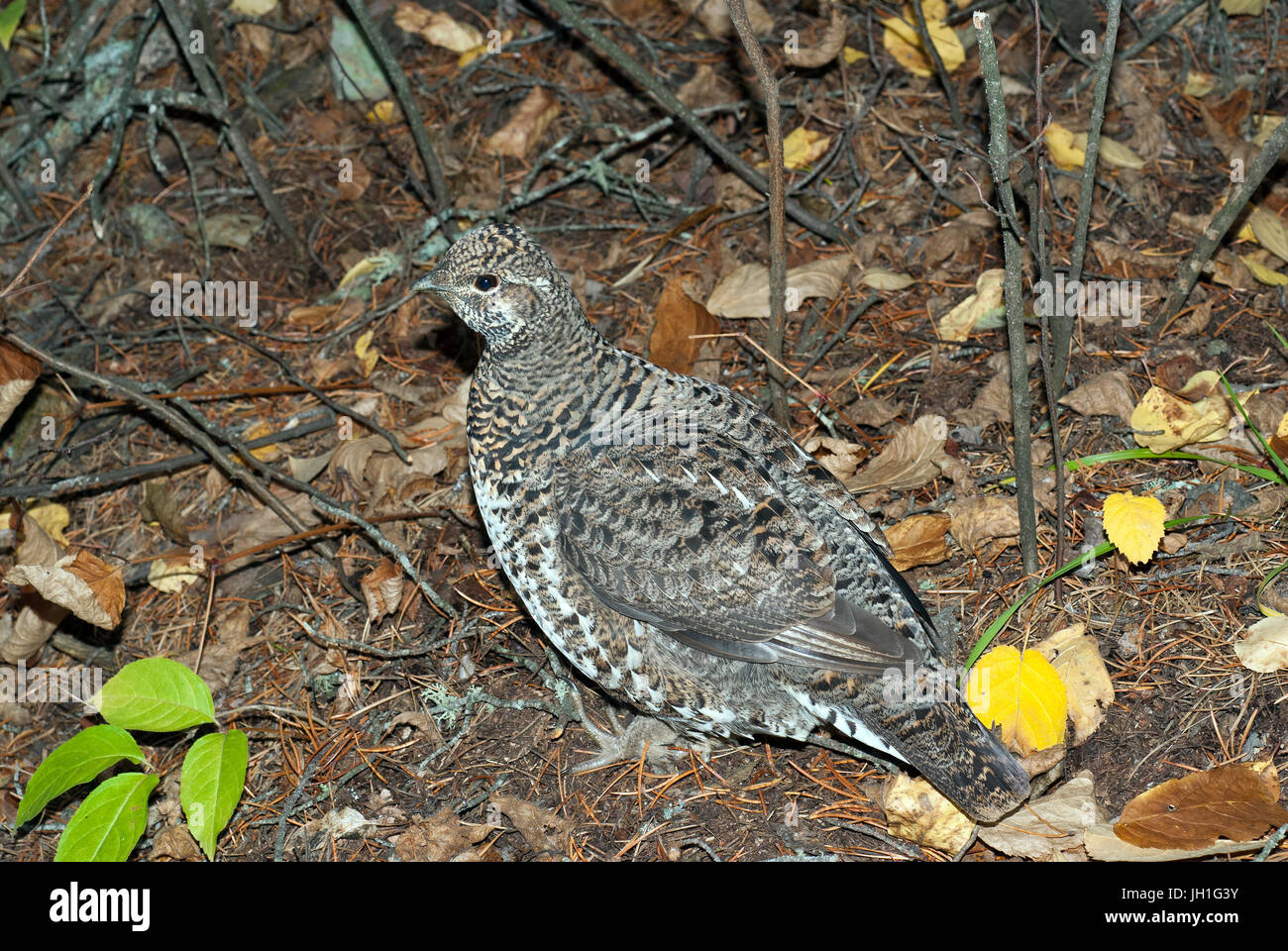 Willow Grouse oder Willow Ptarmigan (Lagopus Lagopus), Whiteshell Provincial Park, Manitoba, Kanada Stockfoto