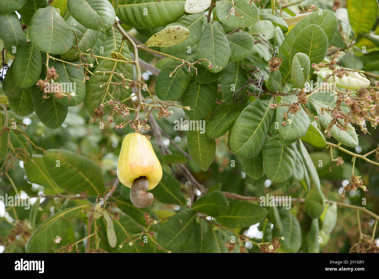 Obst, Cashew, Lençois Maranhense, Stadt, Santo Amaro, São Luis, Lagunen, Maranhão, Brasilien Stockfoto