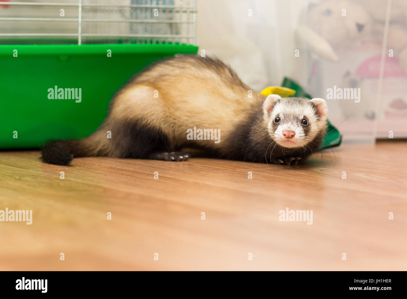 Frettchen für 5 Monate sitzt auf dem Boden in der Nähe von seinem Käfig Stockfoto