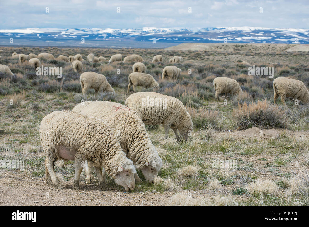 Hausschafe (Ovis Aries), Schafe Ranch in Wyoming, durch Bruce Montagne Stockfoto