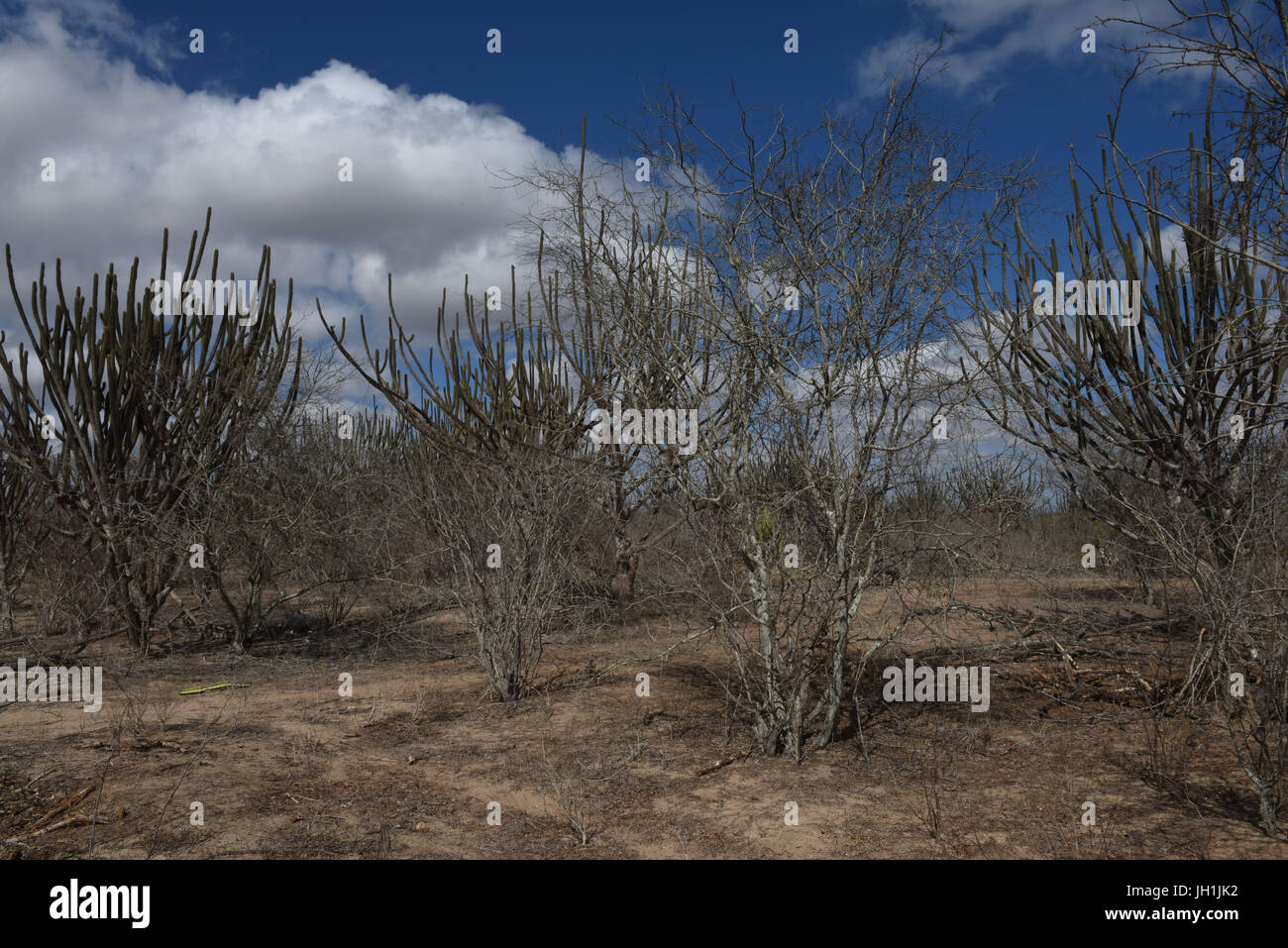 Kaktus, Mandacaru, trockene Bäume, 2017, Caatinga, Boa Vista, Paraíba, Brasilien Stockfoto