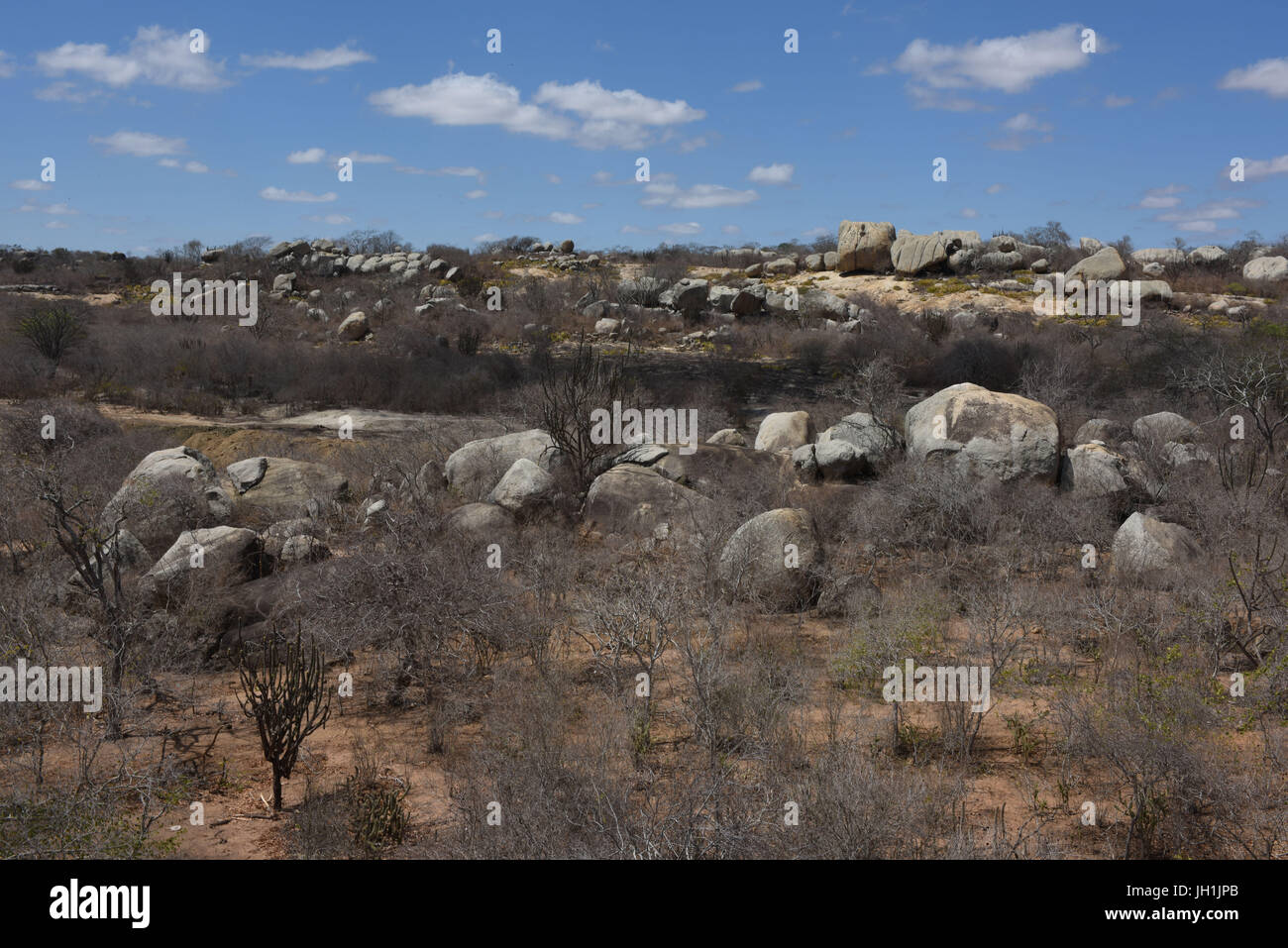 Trocknen von Bäumen, Steinen, 2017, Caatinga, Boa Vista, Paraíba, Brasilien Stockfoto