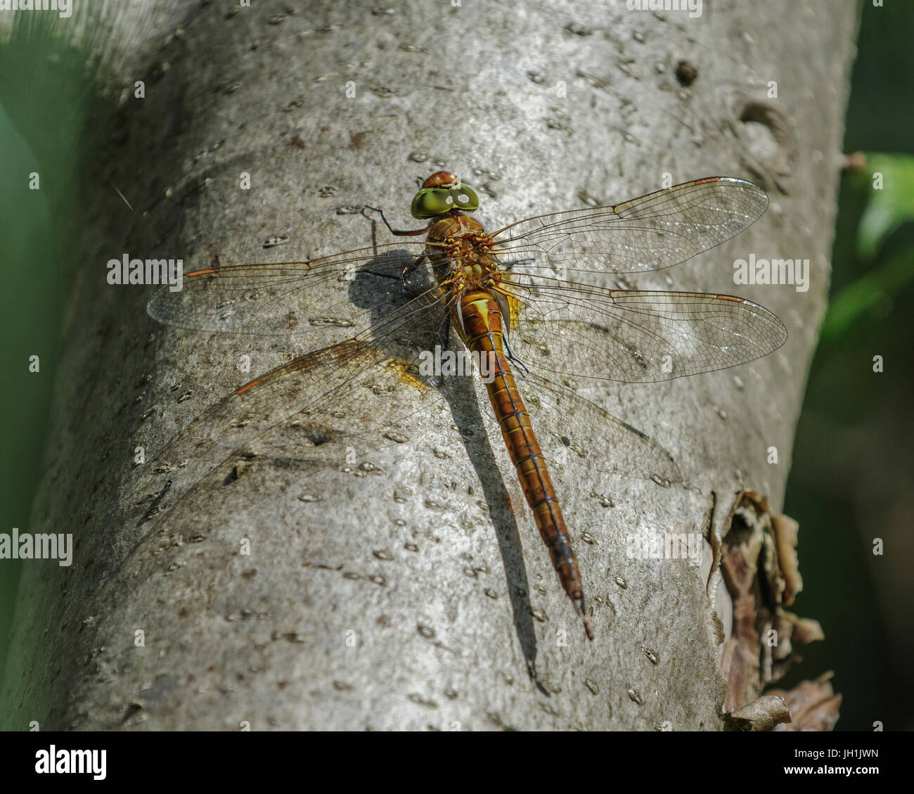 Norfolk Hawker Libelle Erwärmung in der Sonne am Baumstamm. Stockfoto