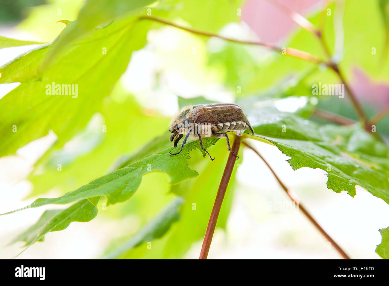 Nahaufnahme des Europäischen Käfer Schädlings - gemeinsame Maikäfer (Melolontha) auch bekannt als ein Mai Bug oder Doodlebug auf Ahornblatt im Sommer. Schöne viv Stockfoto