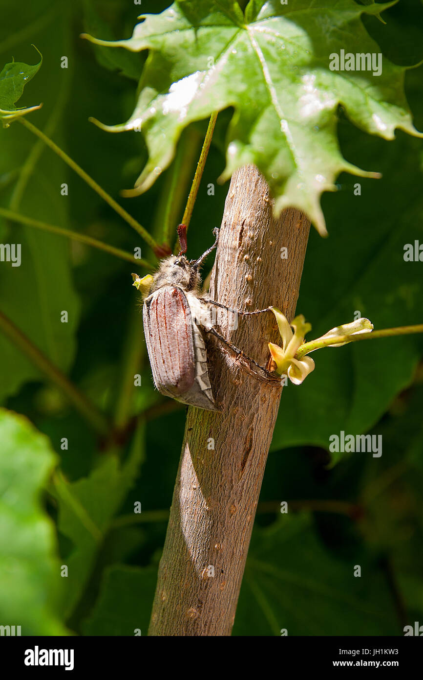Nahaufnahme des Europäischen Käfer Schädlings - gemeinsame Maikäfer (Melolontha) auch bekannt als ein Mai Bug oder Doodlebug auf Ahorn Ast im Sommer. N Stockfoto