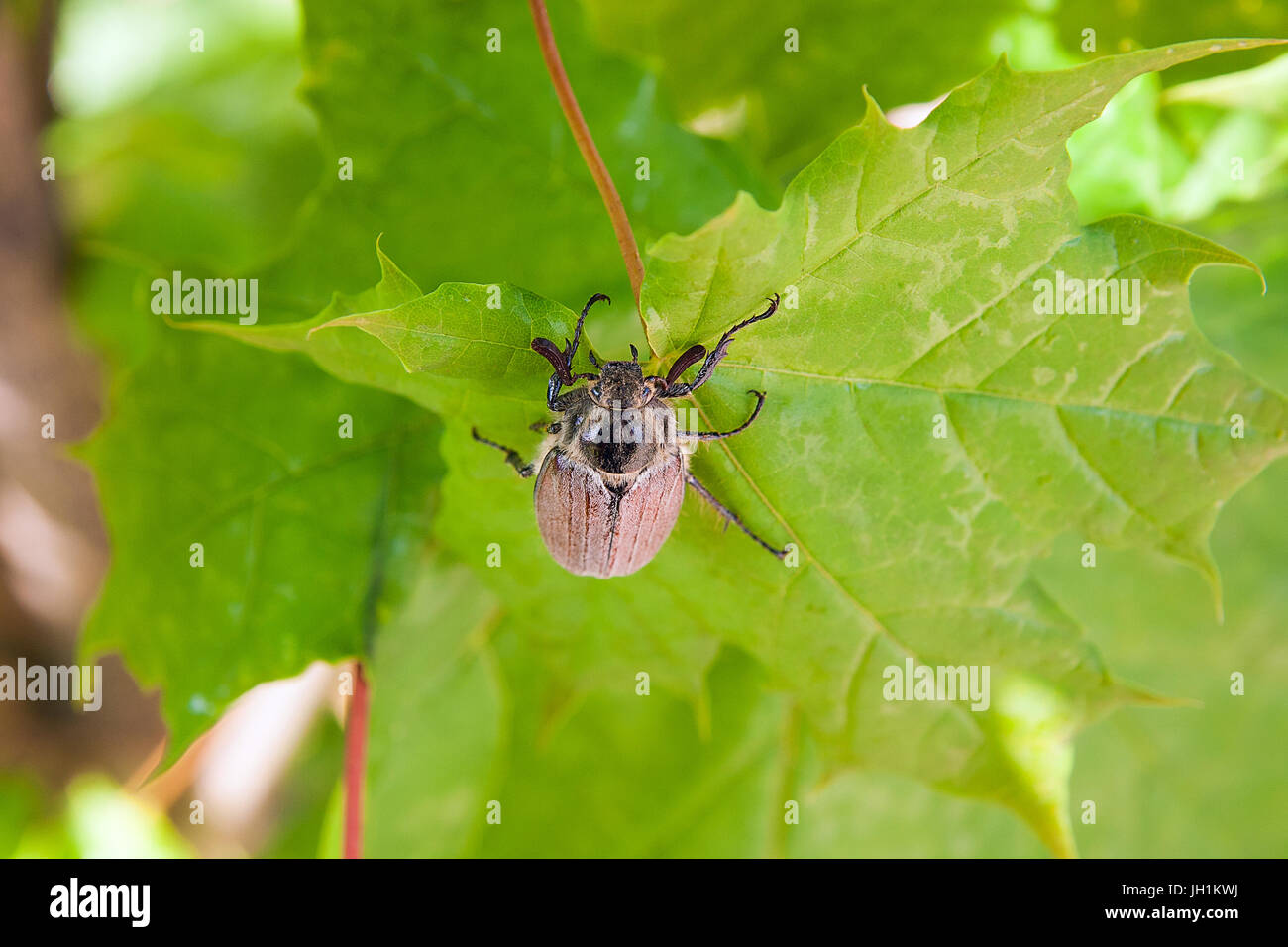 Nahaufnahme des Europäischen Käfer Schädlings - gemeinsame Maikäfer (Melolontha) auch bekannt als ein Mai Bug oder Doodlebug auf Ahornblatt im Sommer. Schöne viv Stockfoto