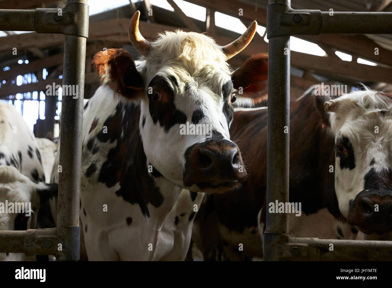 Milchkühe in einem Melkstand. Frankreich. Stockfoto