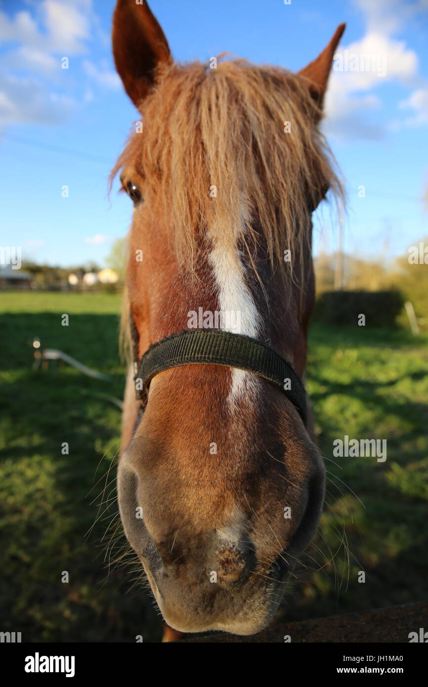 Kopf des Pferdes. Frankreich. Stockfoto