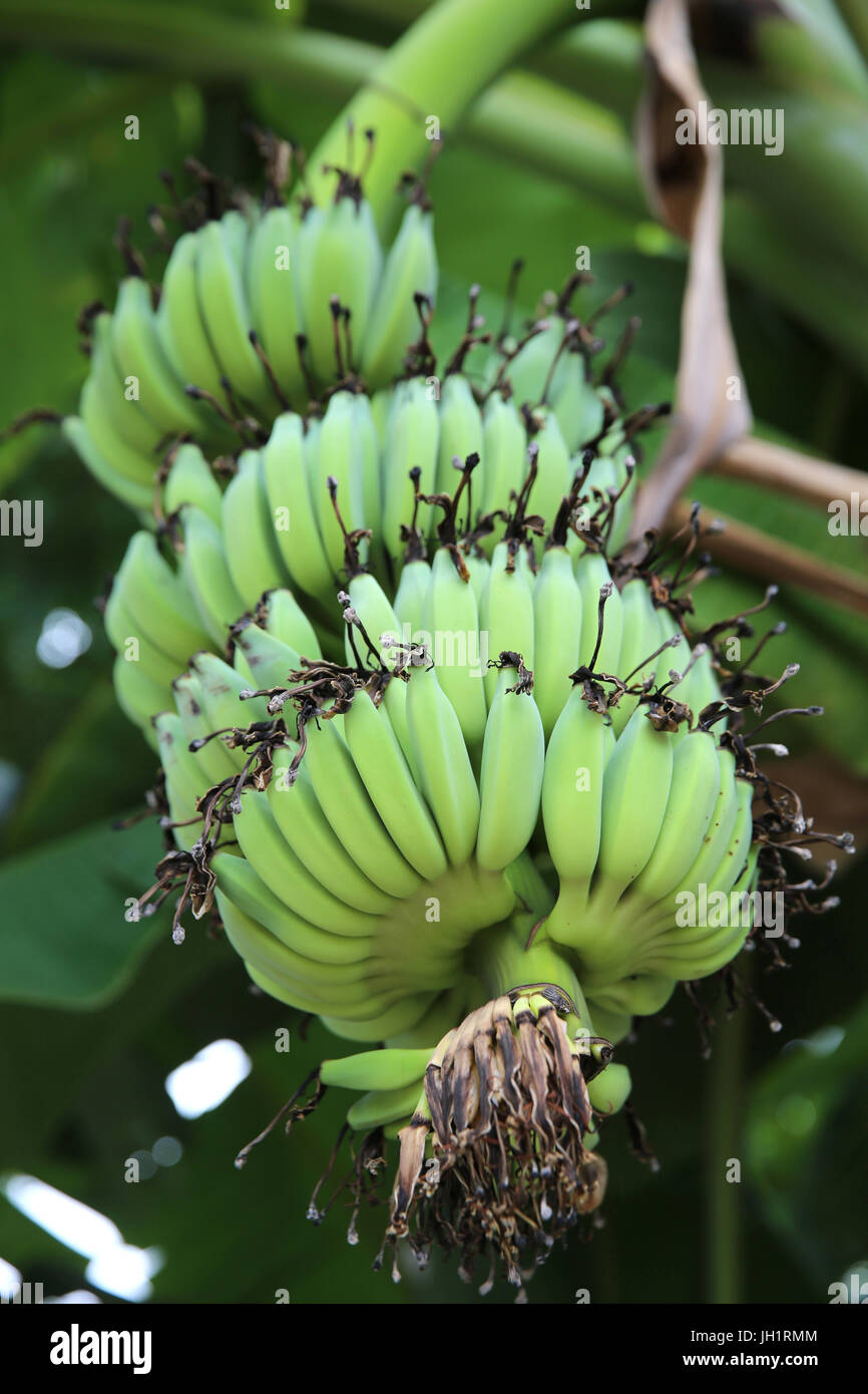 Bananenbaum. Thailand. Stockfoto