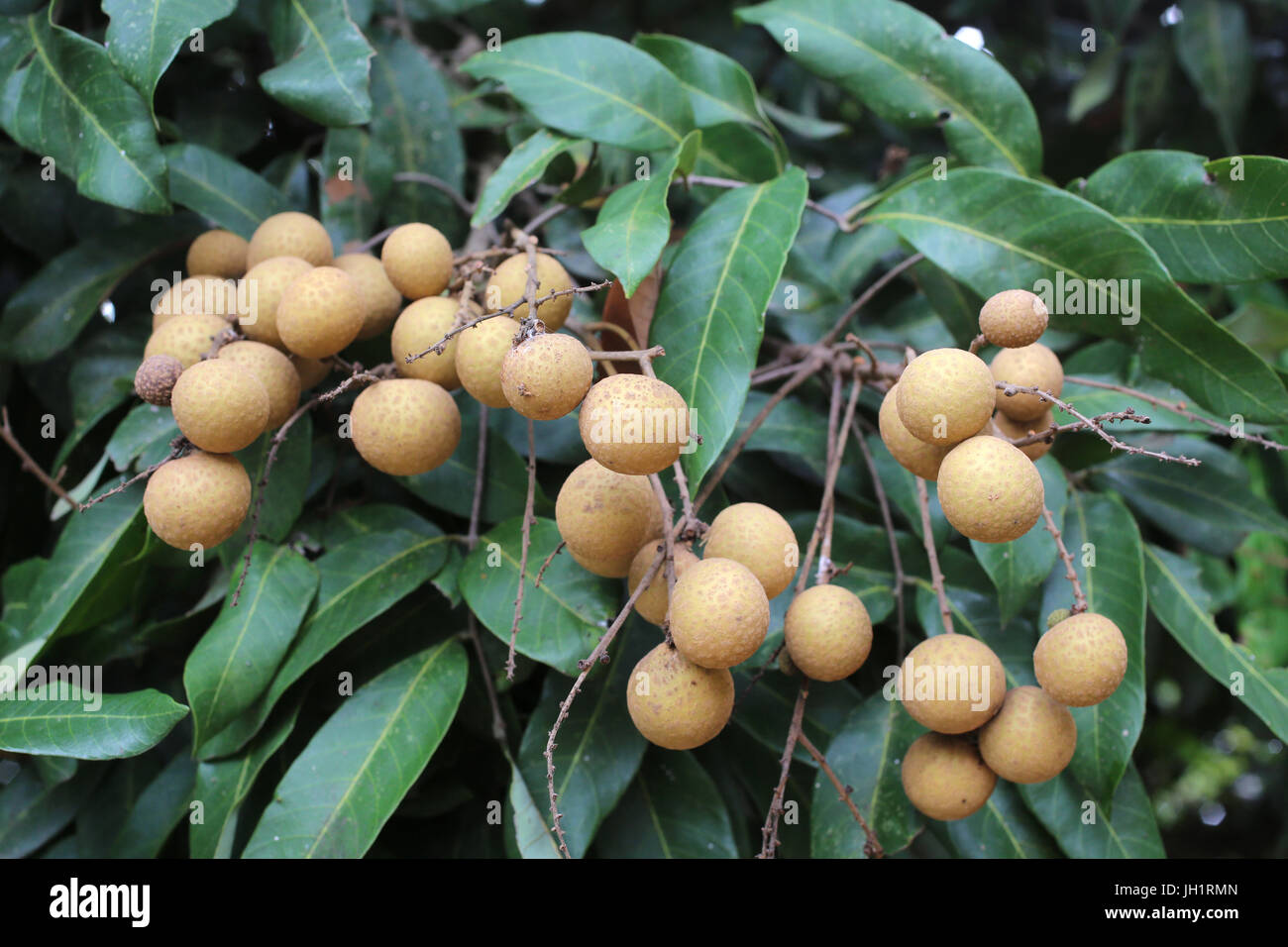 Longane-Baum. Thailand. Stockfoto