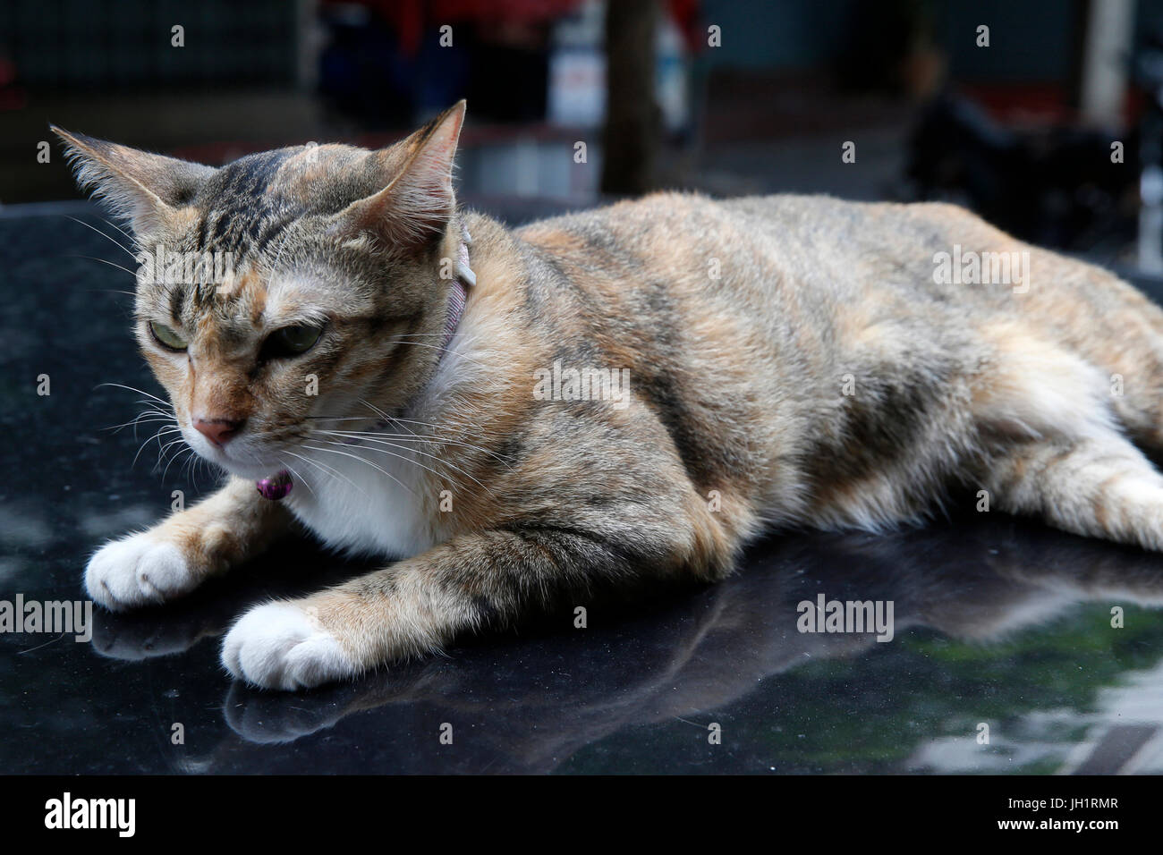 Katze. Thailand. Stockfoto