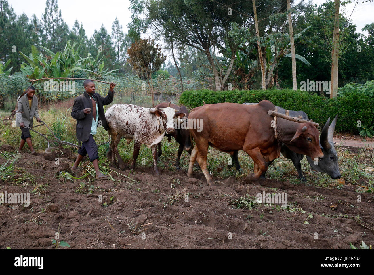 Symphoroza Bujune kaufte Ochsen mit einem 500.000 UGS-Gruppe-Kredit vom Kolpingwerk Uganda Uganda. Stockfoto