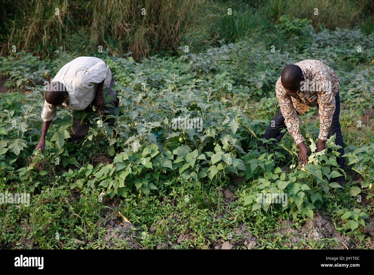 ENCOT Microfinance branch Manager Francis Buguma (rechts) mit Bauer Client Apollo Byarunga Ernte. Uganda. Stockfoto