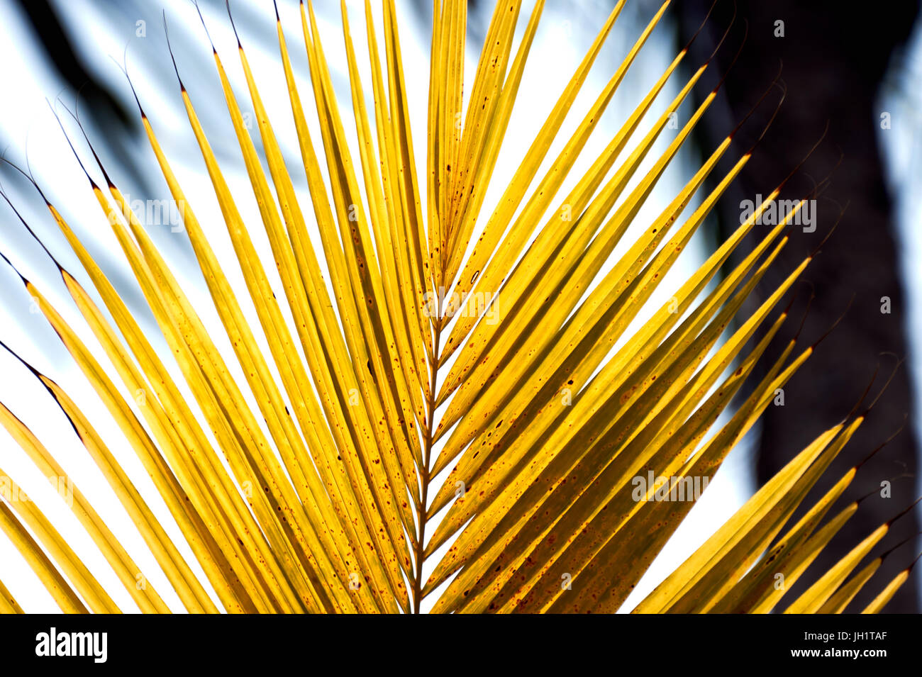 Tipp von einem gelben Palmwedel in leuchtendem Gelb Stockfoto