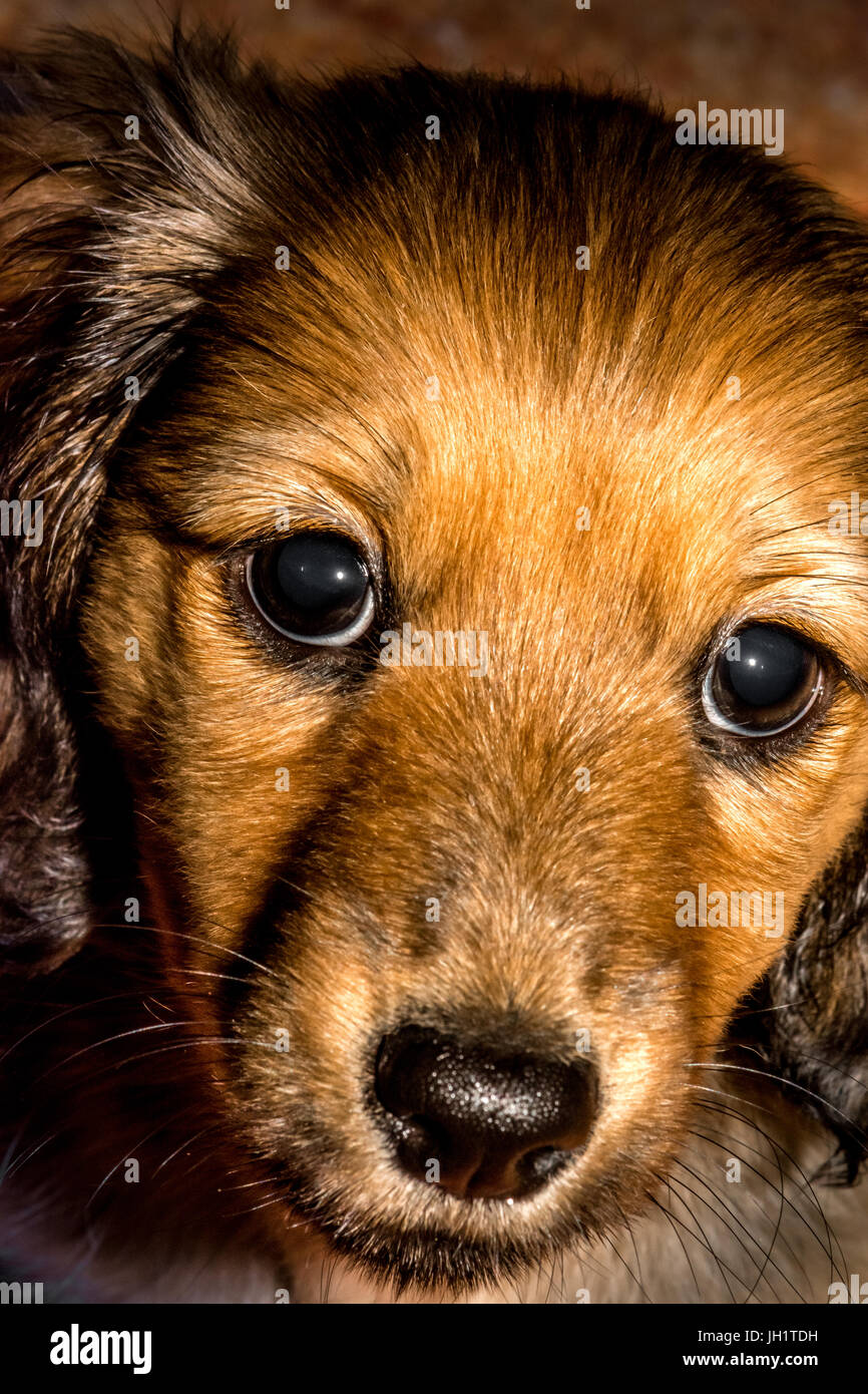 junge Dachund Welpen Stockfoto