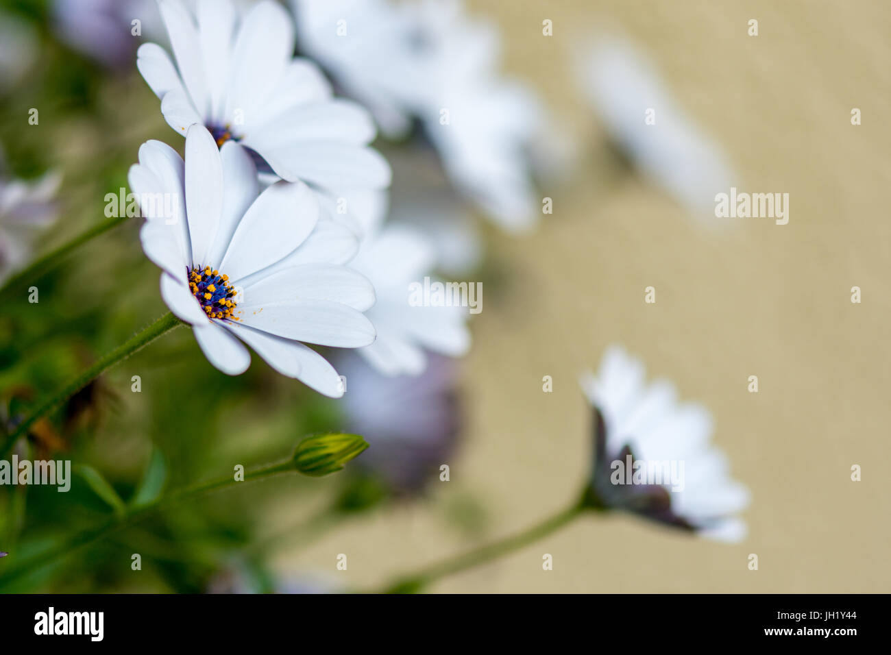 White Daisy Stockfoto