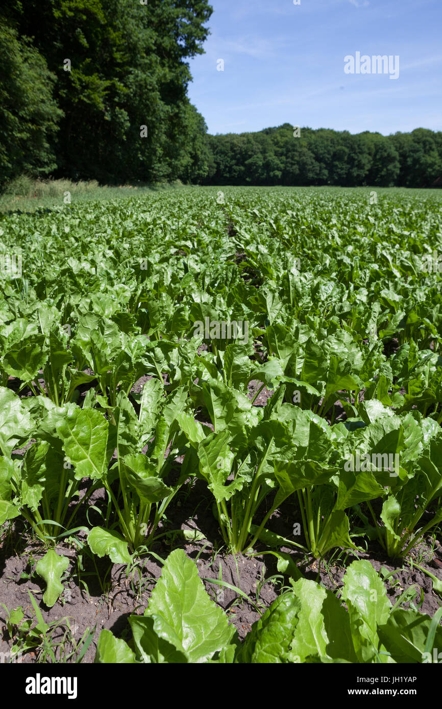 Junge Zuckerrüben oder Mangelwurzel wächst in den Zeilen in einem Feld. Stockfoto