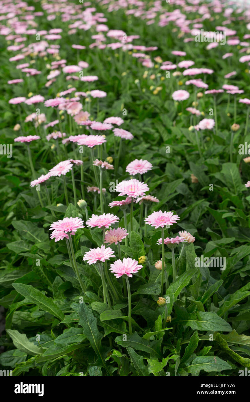 MOERKAPELLE, Niederlande, 5. Juni 2017: Bunte Transvaal Daisy wächst in einem großen grünen Haus. Stockfoto