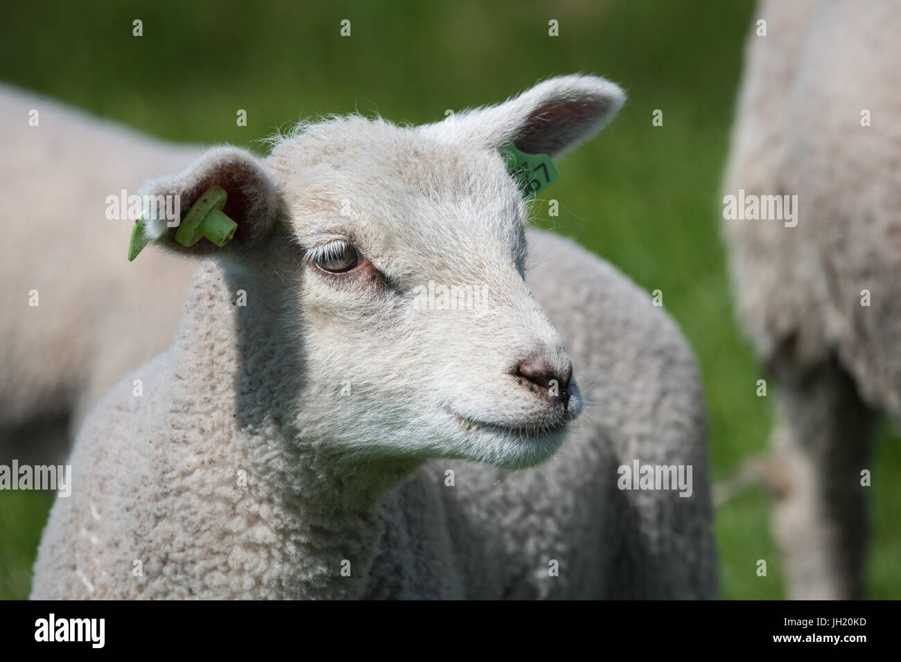 Porträt eines süßen jungen Lammes mit Ohrmarken. Stockfoto