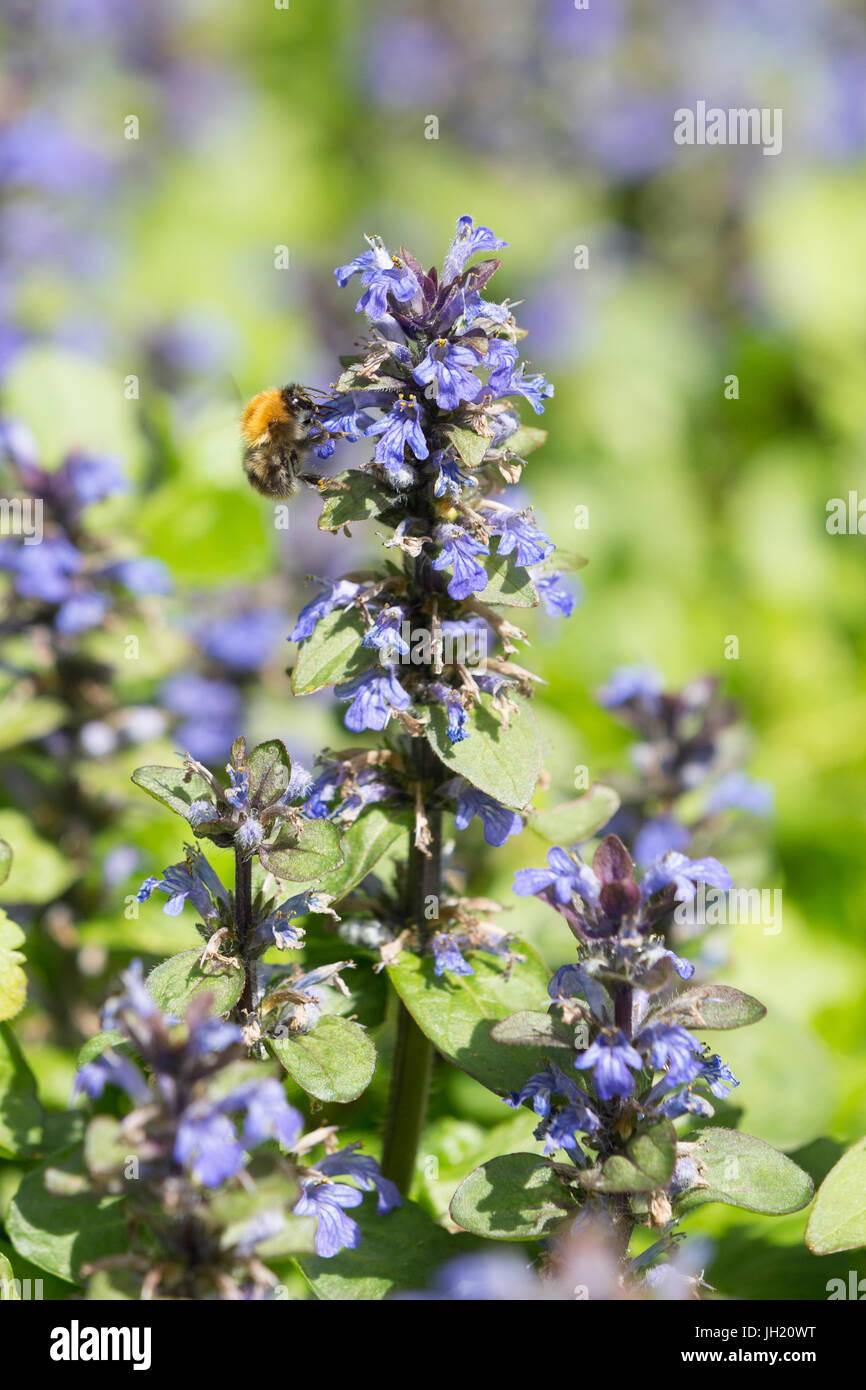 Eine Hummel auf ein Signalhorn, blaue Signalhorn, Bugleherb, Bugleweed, Carpetweed, Teppich Bugleweed oder gemeinsame Bugle - Ajuga reptans Stockfoto