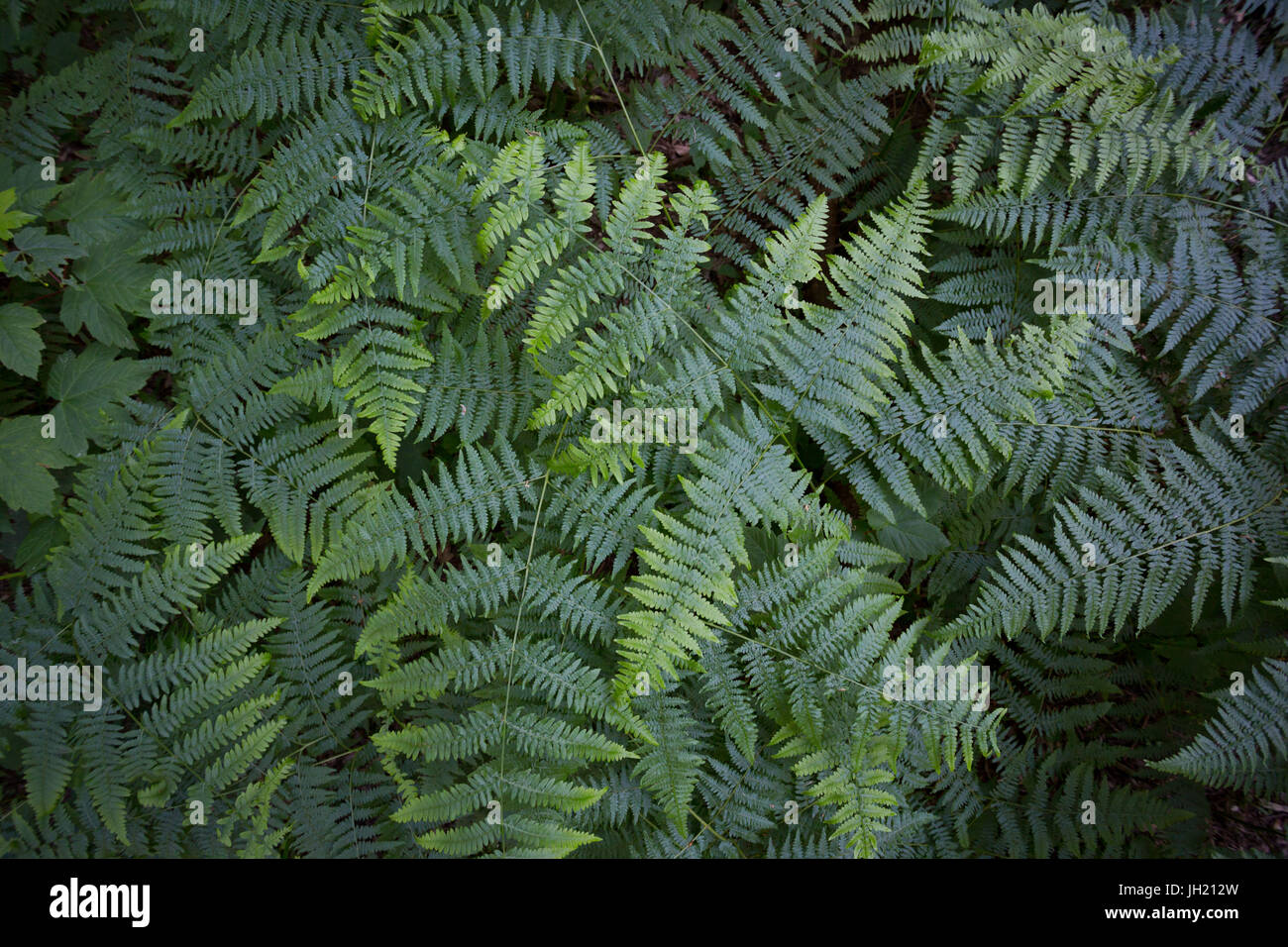 Waldboden texture Fotos und Bildmaterial in hoher Auflösung Alamy