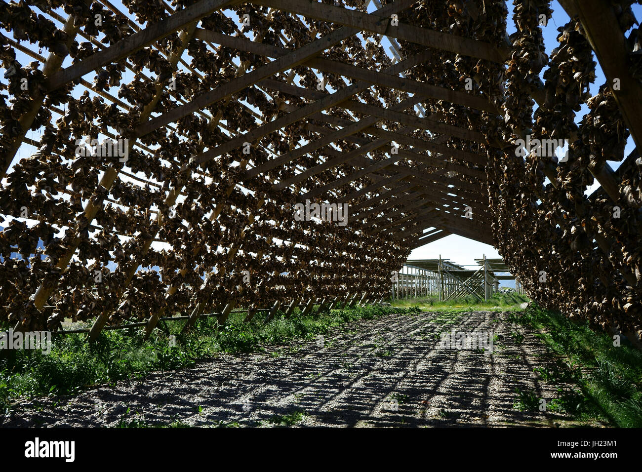 Stockfisch-Hedas Trocknung auf Rack, Laukvik, Austvagoy Island, Lofoten, Norwegen Stockfoto