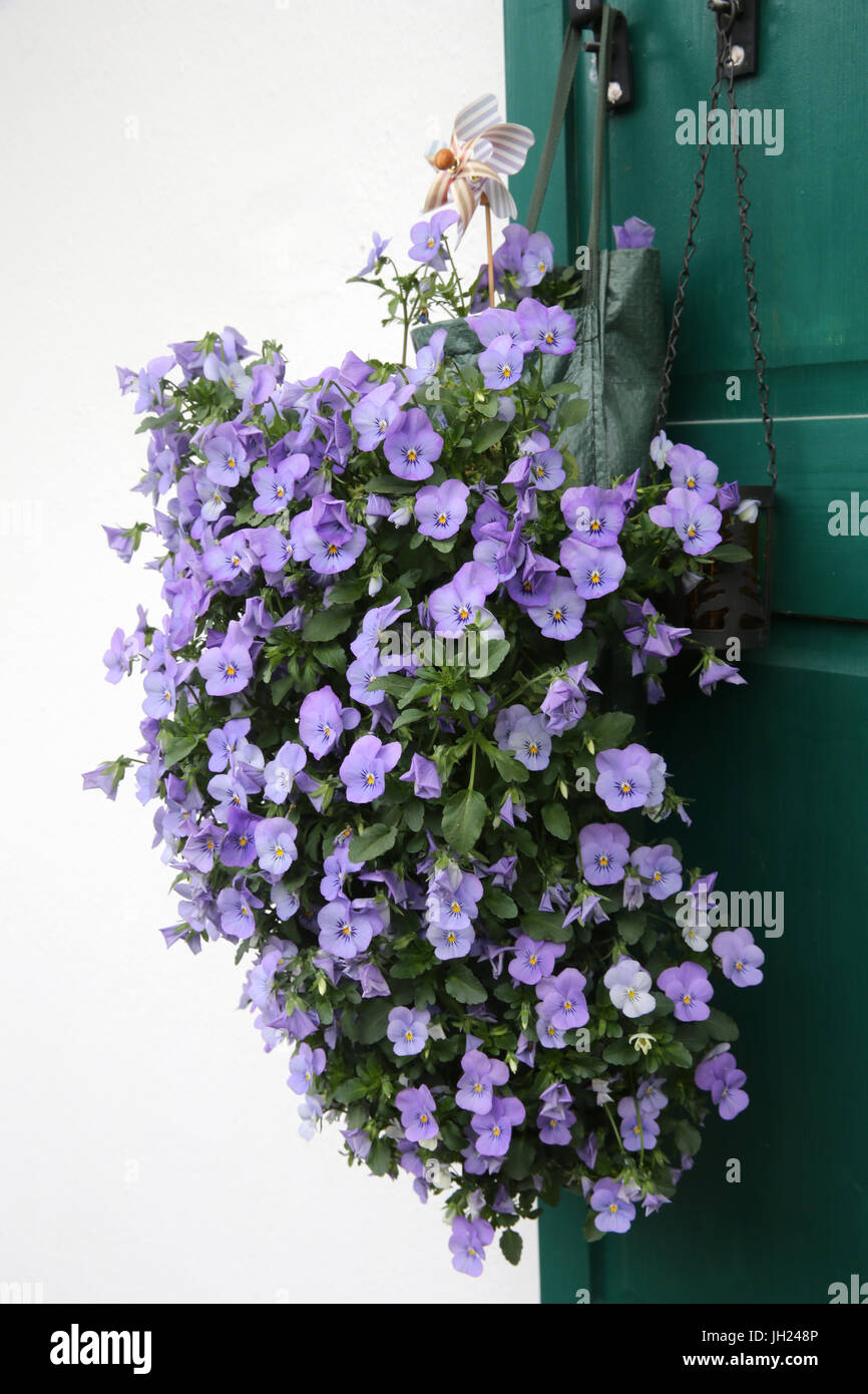 Frühling. Blumen auf einem Vindow Frankreich. Stockfoto