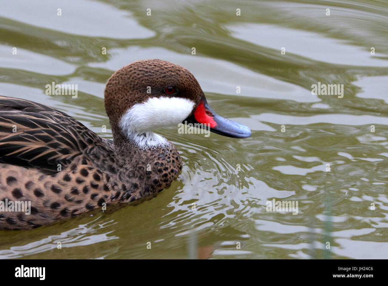 Ornithologischen Park (Parc des Oiseaux de Villards-Les-Dombes). Ente an einem See. Stockfoto