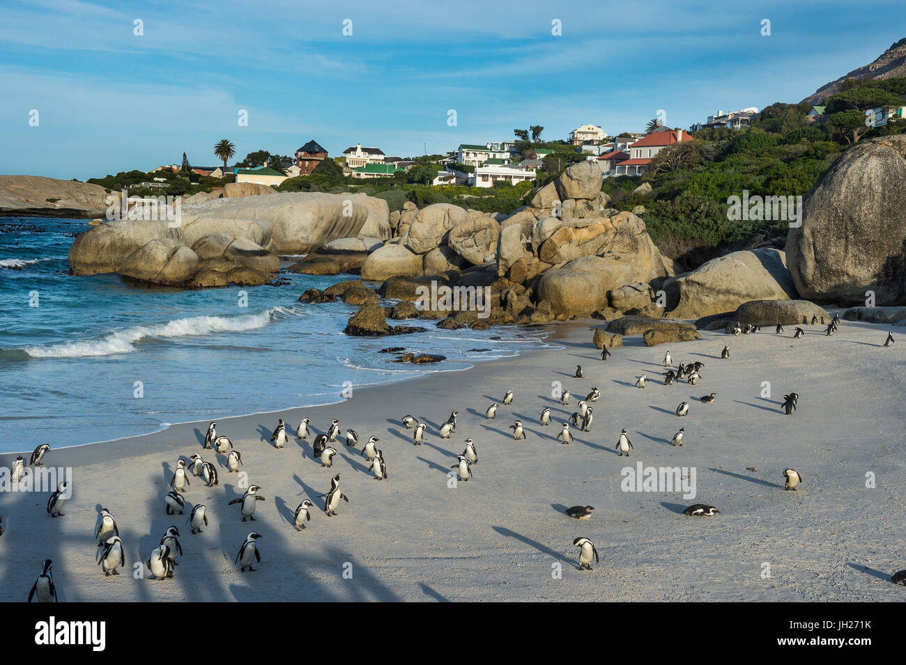 Mutter und Baby afrikanische (Jackass Penguin) (Spheniscus Demersus) Pinguinkolonie, Boulders Beach, Kap der guten Hoffnung, Südafrika Stockfoto