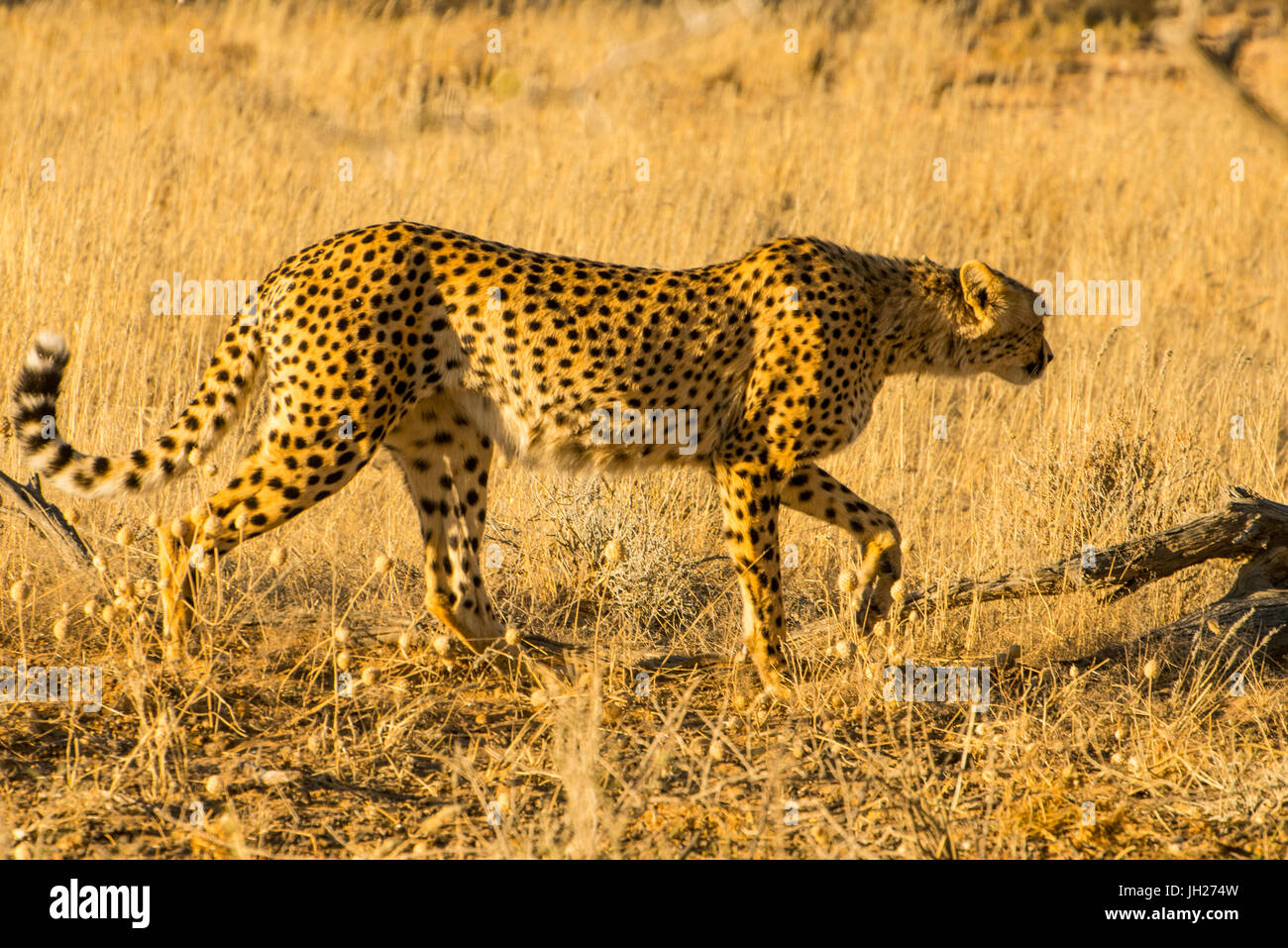 Südafrikanischer Gepard (Acinonyx Jubatus Jubatus), Kalahari Transfrontier Park, Südafrika, Afrika Stockfoto