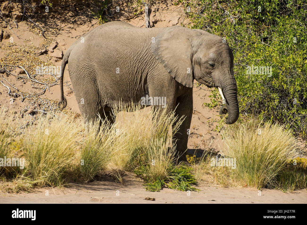 Elefant (afrikanischer Bush Elefant) Wüste (Loxodonta Africana), Khurab Reserve, nördlichen Namibia, Afrika Stockfoto