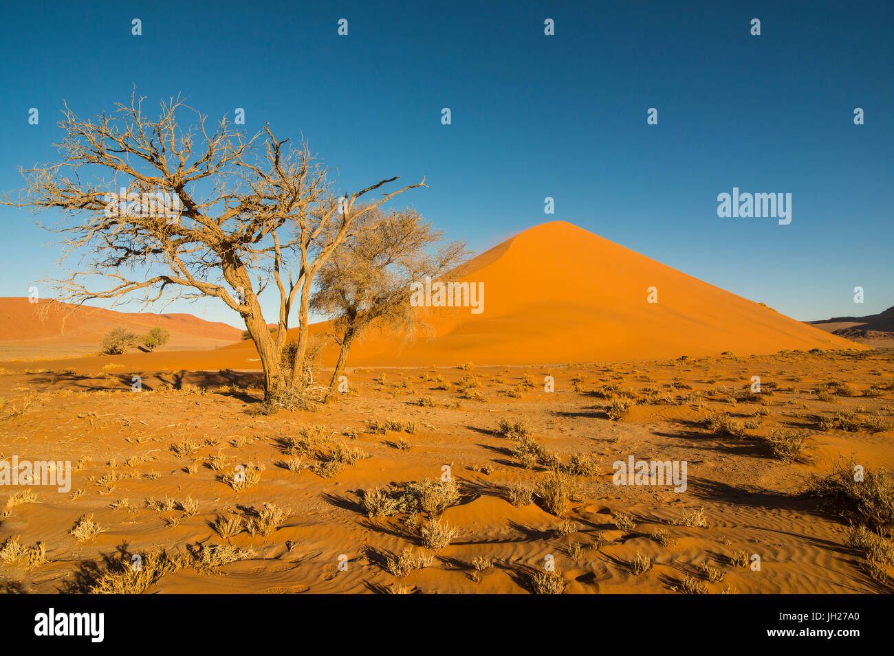 Akazie vor der riesigen Sanddüne 45, Sossusvlei, Namib-Naukluft-Nationalpark, Namibia, Afrika Stockfoto