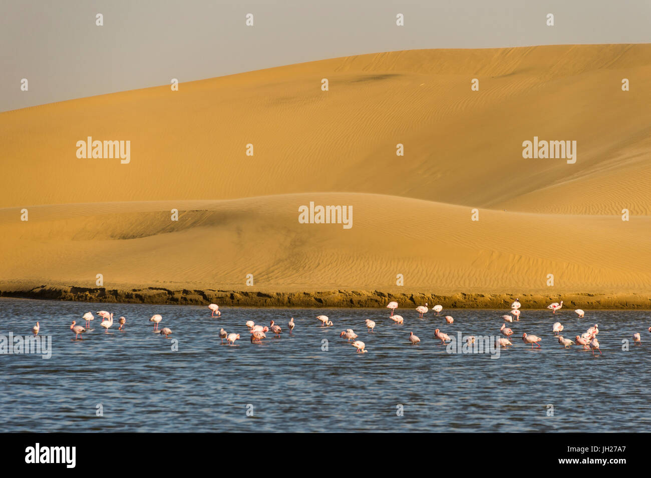 Salzwasser-Pool mit Flamingos in der Nähe von Walvis Bay, Namibia, Afrika Stockfoto