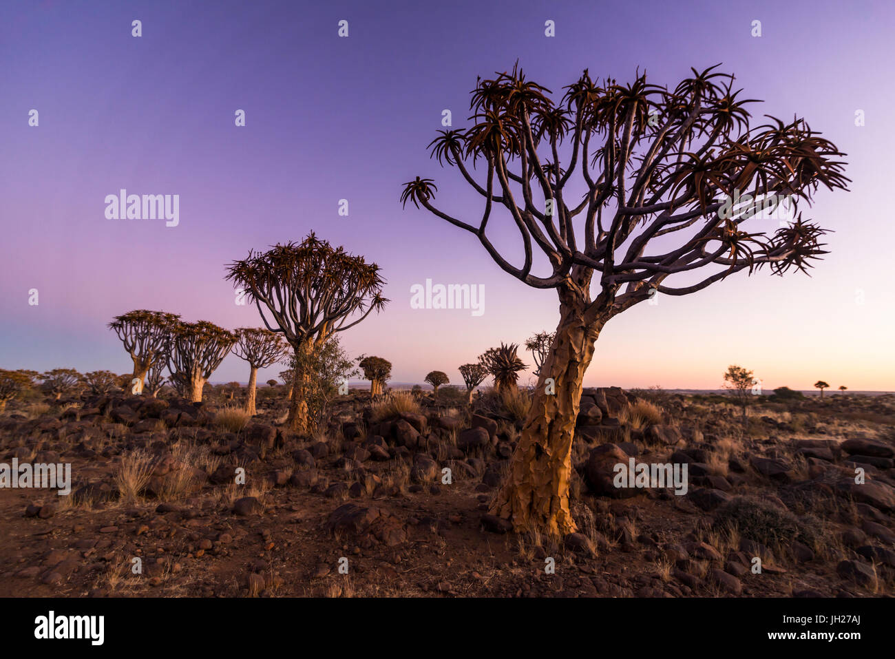 Köcher Baum Wald (Aloe Dichotoma) bei Sonnenuntergang, Farm Gariganus, Keetmanshoop, Namibia, Afrika Stockfoto