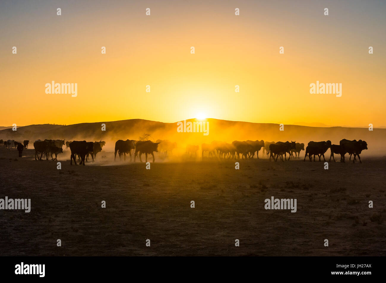 Hintergrundbeleuchtung von Rindern auf Heimweg bei Sonnenuntergang, Twyfelfontein, Damaraland, Namibia, Afrika Stockfoto