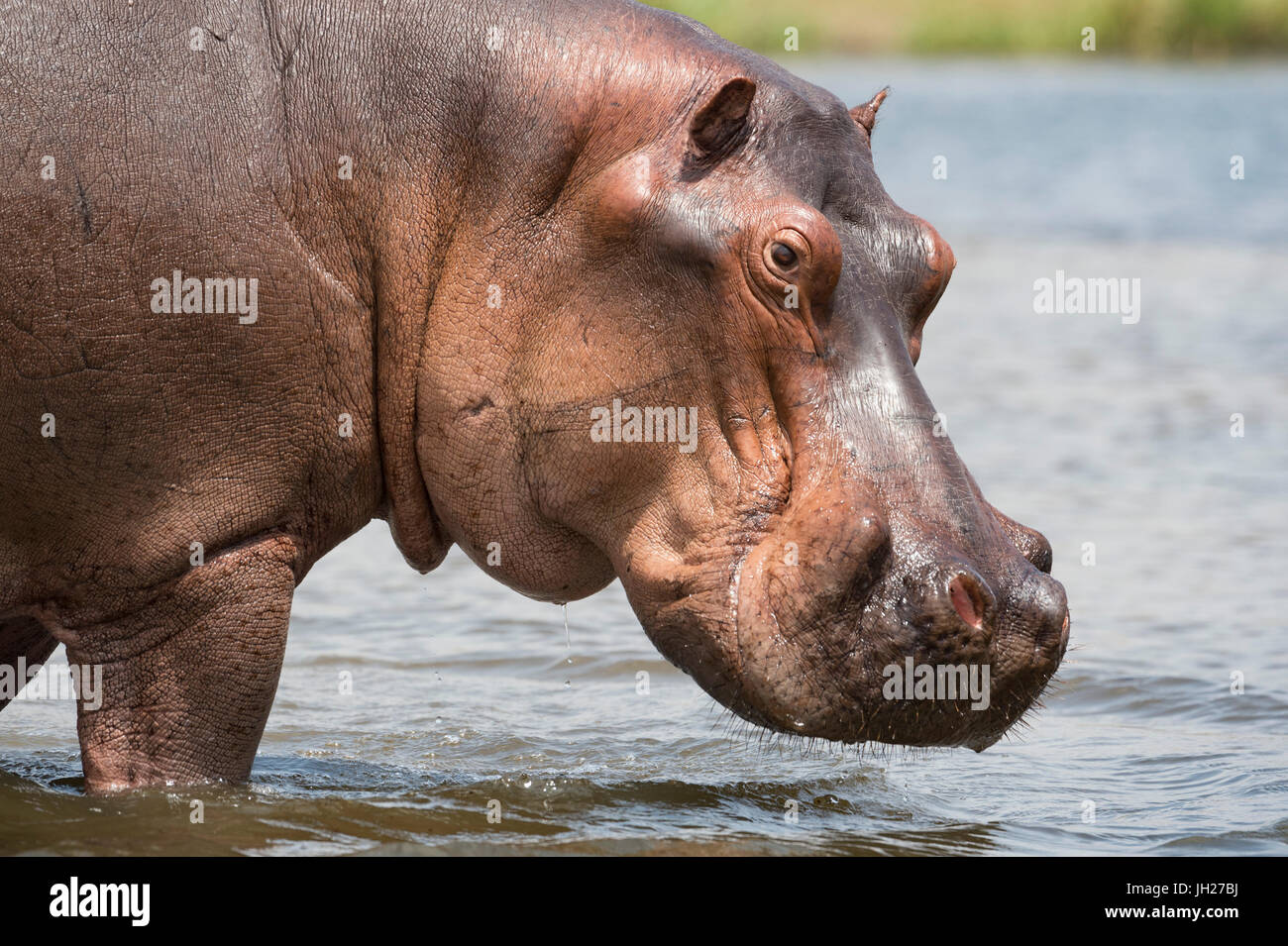 Flusspferd (Hippopotamus Amphibius), Uganda, Afrika Stockfoto