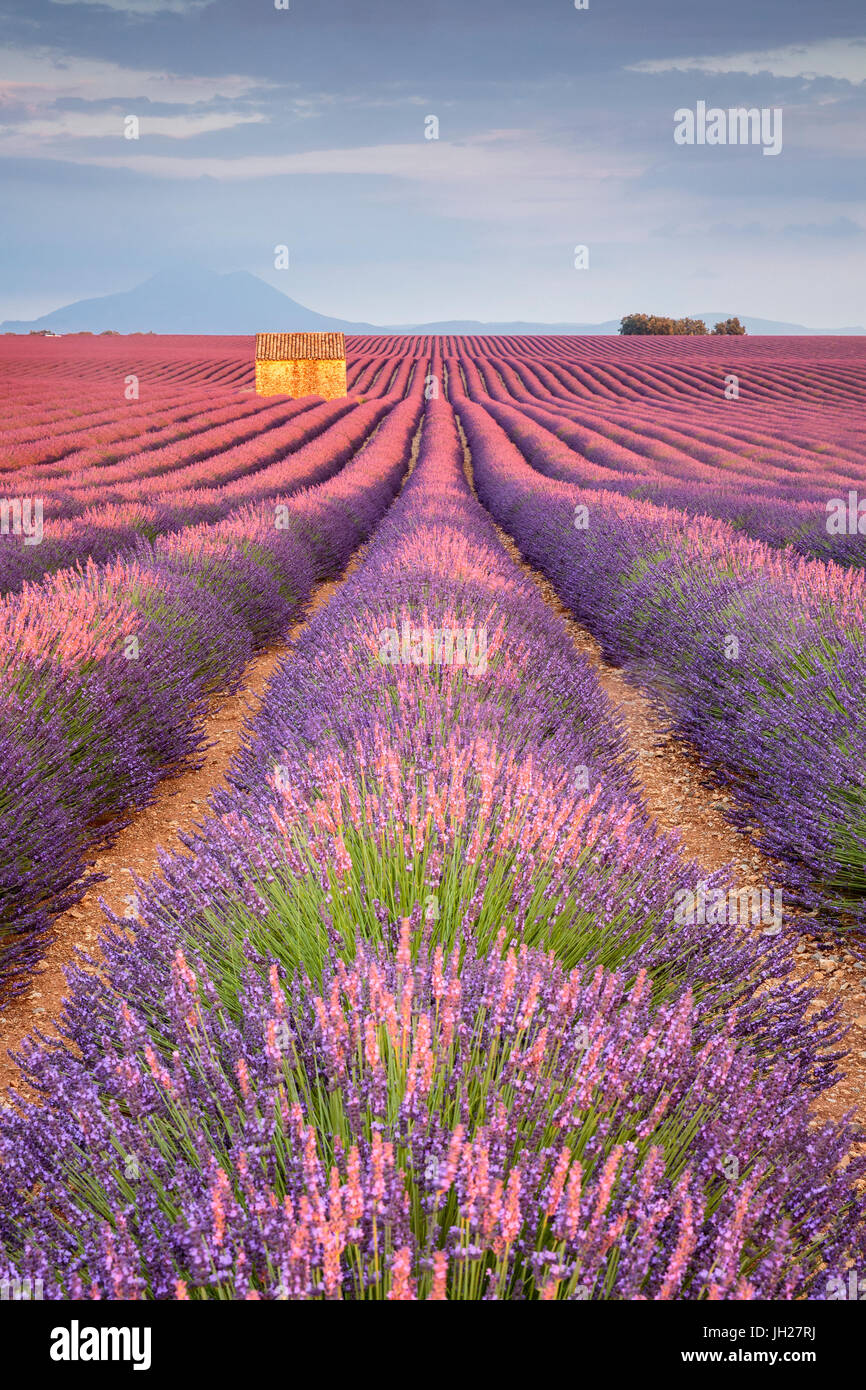 Haus in einem Lavendelfeld bei Sonnenuntergang, Plateau de Valensole, Alpes-de-Haute-Provence, Provence-Alpes-Cote d ' Azur, Frankreich, Europa Stockfoto