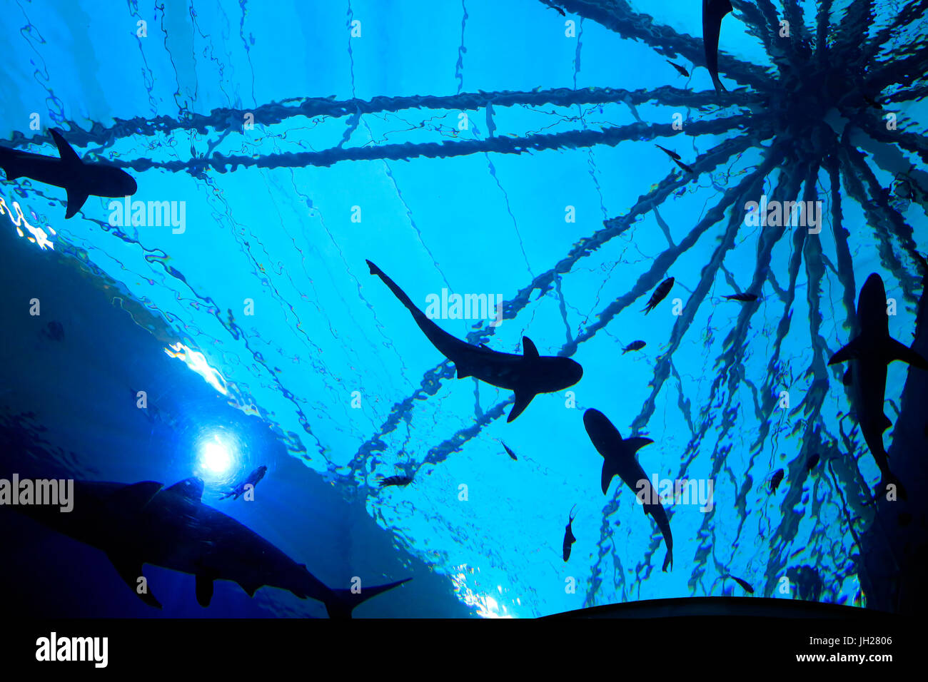 Touristen im Aquarium S.E.A. Haie. Insel Sentosa.  Singapur. Singapur. Stockfoto