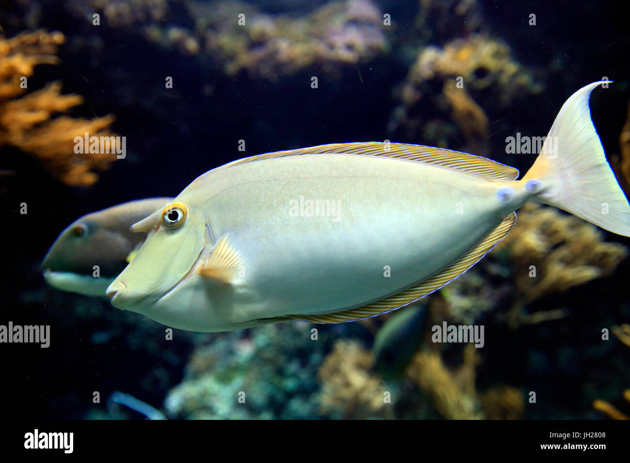 Touristen im Aquarium S.E.A. Insel Sentosa.  Singapur. Singapur. Stockfoto