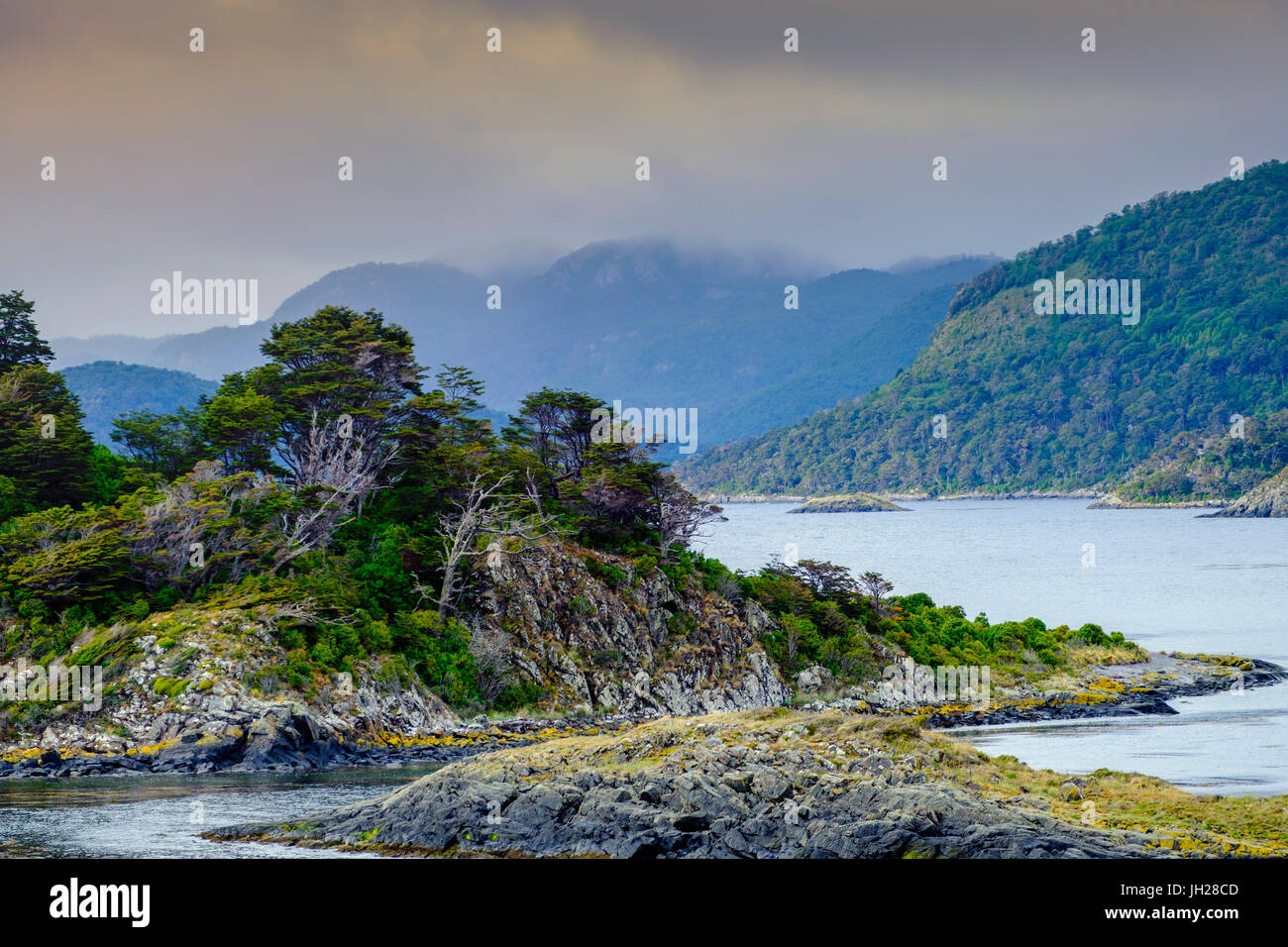 Südlichen Magellanschen subpolaren Laubwald in Wulaia Bucht, Isla Navarino, Murray Kanal, Patagonien, Chile, Südamerika Stockfoto