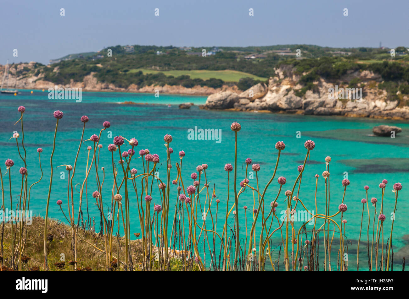 Rosa Blumen des Landesinneren Rahmens das türkisfarbene Meer im Sommer, Sperone, Bonifacio, Süd-Korsika, Frankreich, Mittelmeer, Europa Stockfoto
